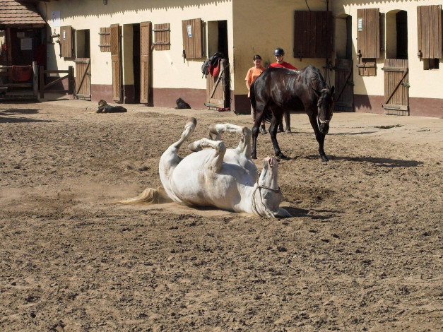 Обои картинки фото животные, лошади