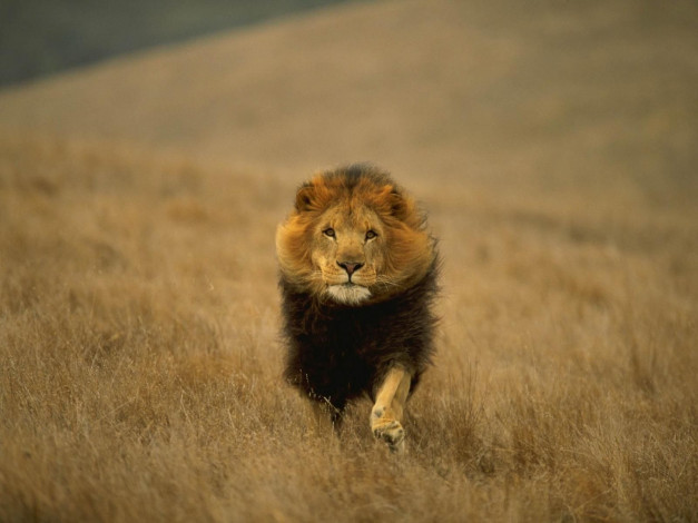 Обои картинки фото животные, львы