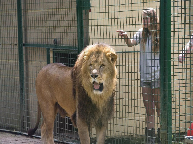 Обои картинки фото животные, львы