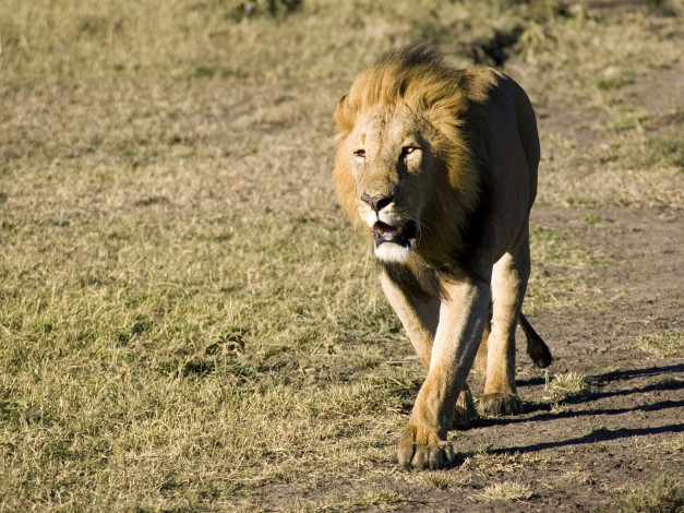 Обои картинки фото животные, львы