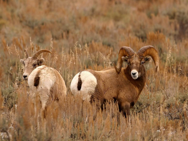 Обои картинки фото животные, овцы, бараны