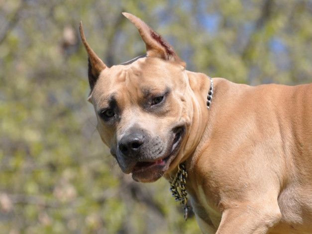 Обои картинки фото животные, собаки