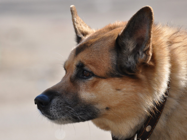 Обои картинки фото животные, собаки