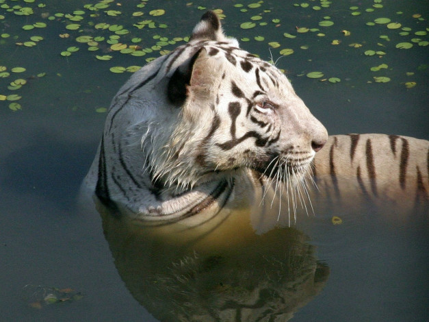 Обои картинки фото животные, тигры