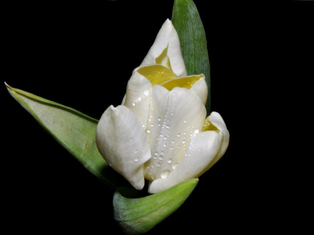 Обои картинки фото цветы, тюльпаны