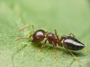 Картинка животные насекомые
