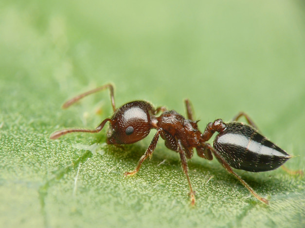 Обои картинки фото животные, насекомые