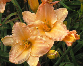 Картинка цветы лилии лилейники капли макро