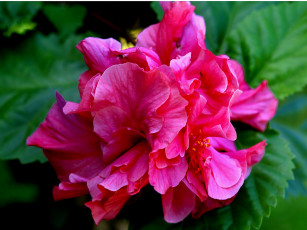 Картинка цветы гибискусы лепестки листья