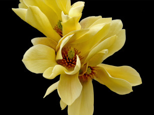 Картинка цветы магнолии лепестки