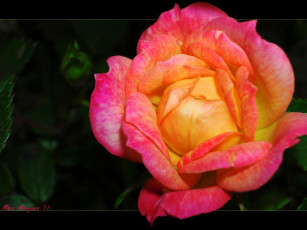 Картинка цветы розы лепестки