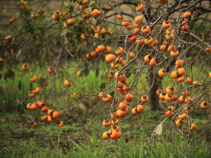 Картинка природа плоды трава дерево лето