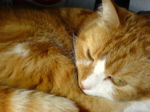 Картинка животные коты cat