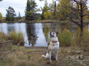 Картинка животные собаки озеро dog