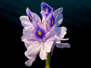 Картинка цветы ирисы сиреневый лепестки