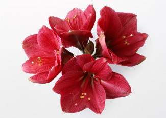 Картинка цветы амариллисы гиппеаструмы макро фон белый лепестки