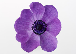 Картинка цветы анемоны адонисы макро белый фон