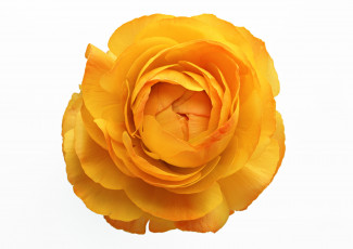 Картинка цветы ранункулюс азиатский лютик макро белый фон лепестки