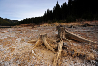 Картинка автор ovidiu david природа деревья пень