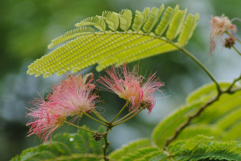 Картинка цветы акация листья