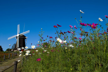 Картинка цветы космея мельница