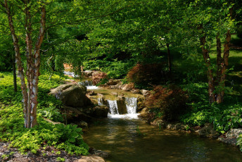 Картинка природа реки озера лесной ручей