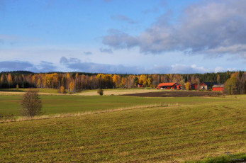 Картинка природа поля лес дома небо