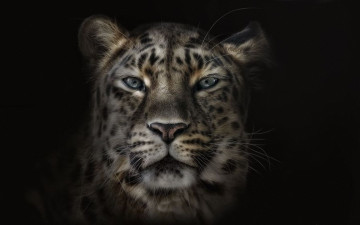 Картинка животные снежный барс ирбис глаза хищник