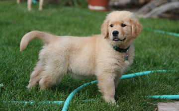 Картинка животные собаки щенок