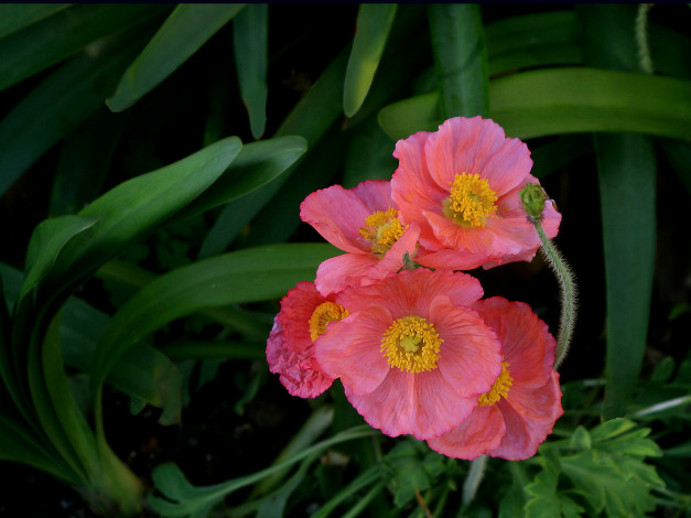 Обои картинки фото цветы, маки, бутогны, листья