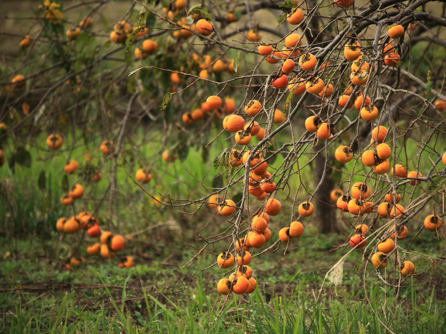 Обои картинки фото природа, плоды, трава, дерево, лето