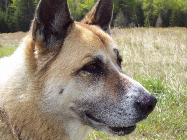 Обои картинки фото животные, собаки, dog