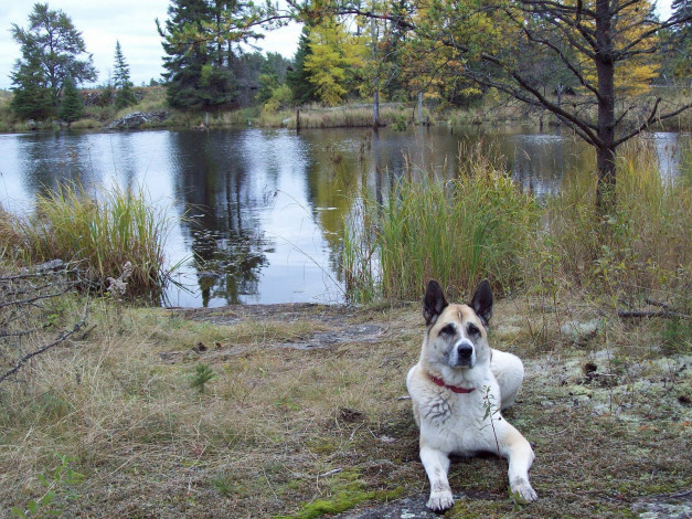 Обои картинки фото животные, собаки, dog, озеро