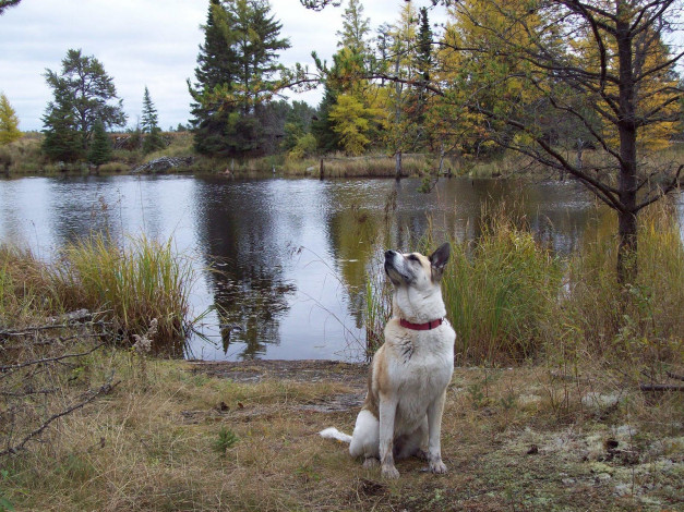 Обои картинки фото животные, собаки, озеро, dog