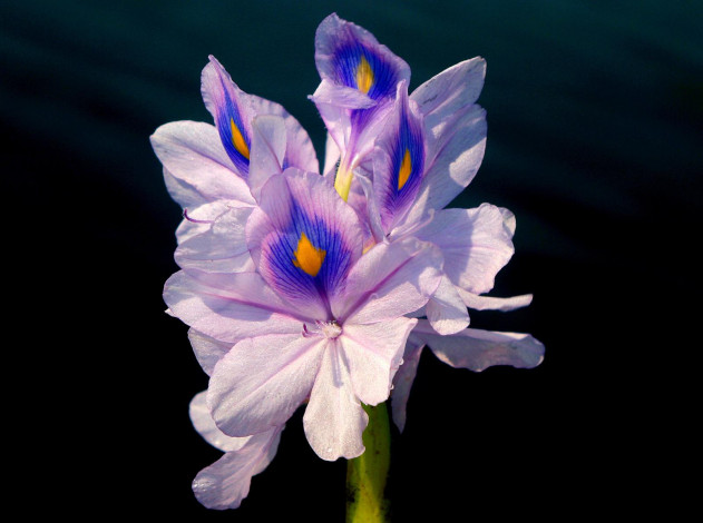 Обои картинки фото цветы, ирисы, сиреневый, лепестки