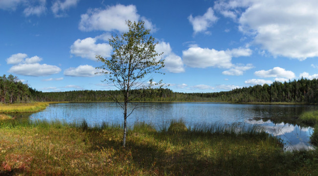 Обои картинки фото природа, реки, озера, озеро, березка, облака