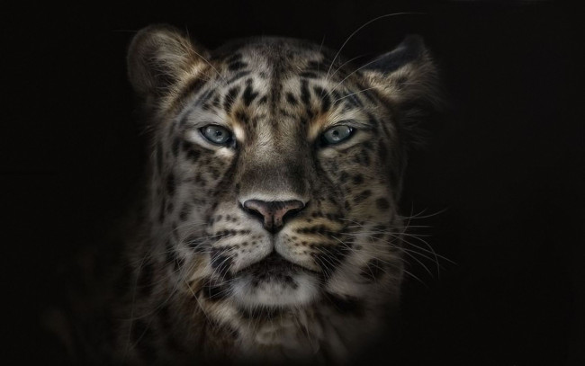 Обои картинки фото животные, снежный, барс, ирбис, глаза, хищник