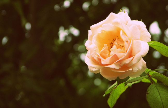 Обои картинки фото цветы, розы, листья