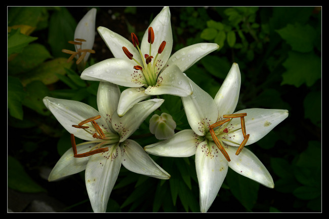 Обои картинки фото цветы, лилии, лилейники, белые, лепестки