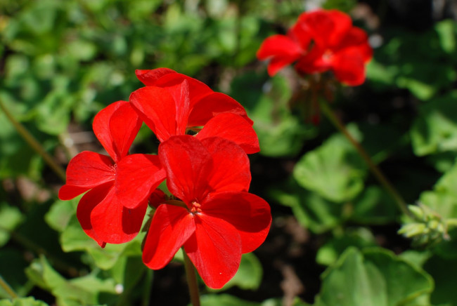 Обои картинки фото автор, ovidiu, david, цветы, герань