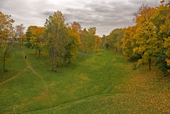 Обои картинки фото природа, деревья, тучи, желтые, листья, трава