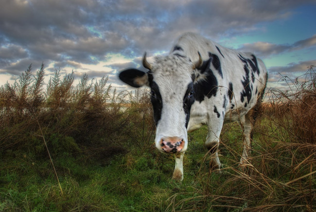 Обои картинки фото животные, коровы, буйволы, бурёнка