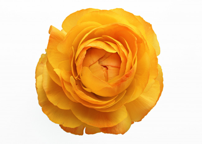 Обои картинки фото цветы, ранункулюс, азиатский, лютик, макро, белый, фон, лепестки