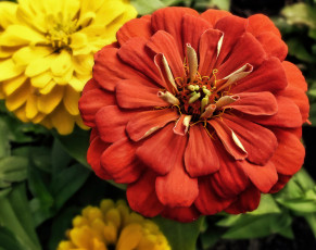 Картинка цветы цинния лепестки