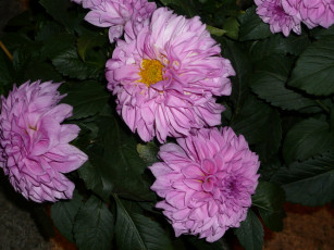 Картинка цветы георгины бутоны