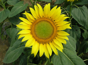 Картинка цветы подсолнухи подсолнух