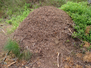 Картинка природа другое муравейник