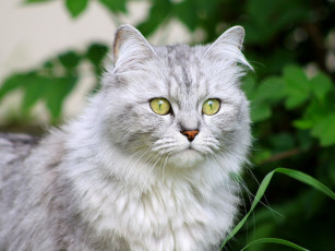 Картинка животные коты серый пушистый