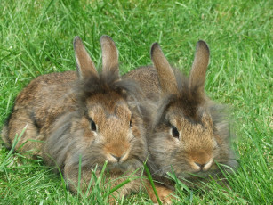 Картинка животные кролики зайцы