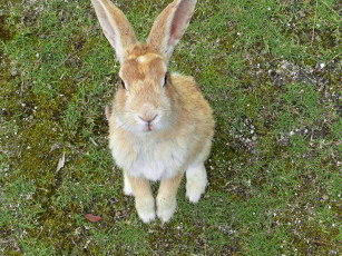 Картинка животные кролики зайцы кролик